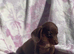 Miniature smooth coat dachshund puppy