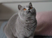 GCCF reg kittens