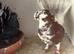 Fantails for sale