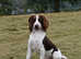 Kc Reg English Springer Spaniel for stud