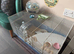 Complete set up with 6 month old Hamster