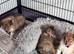 Beautiful Shetland sheepdog puppies