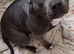 URGENT: wanted : Staffordshire bull terrier stud dog