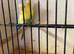 Budgies Proven pair with 1 youngin