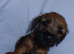 Border-terrier pups