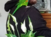 Rainbow parakeet