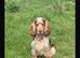 Beautiful show type cocker spaniel Puppy