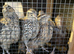 26 adult quails for sale