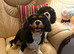 KC Reg King Charles Cavalier