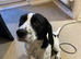 Beagle cross cocker spaniel