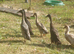 4 Indian runner drakes