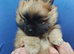 Teddy bear Pomeranian pups