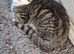 3 beautiful tabby kittens for sale