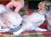 Chinchilla and golden chinchilla persian kittens