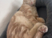 BSH x ginger female looking for her furever home!