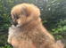 KC Pomeranian females Russian/Taiwan bloodlines