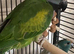 Beautiful Derbyan Parrot