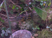 Bumblebee poison dart frogs x 2 and Vivarium