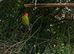 One love bird