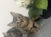 british shorthair x kittens