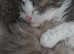 Scottish Fold kittens