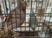 Hi for sale my pair Indian ringneck blue & grey with big black cage