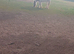 3yr old mare for sale