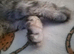 Male Maine coon