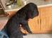 5 beautiful toy poodles x lakeland terrier puppies