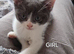 6 kittens looking for there new homes