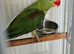 Green split blue alexandrine male