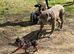 Dachshund x
