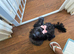 8 month old female puppy