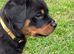 Beautiful Rottweiler pups