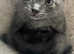 8 weeks kittens