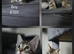 Mixed Breed kittens for sale