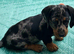 Beautiful Dapple Dachshunds