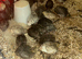 Young Quail off heat