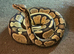 8 royal pythons for sale