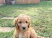 Australian labradoodles - Ready Now