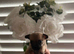 Adorable Pomchi Puppies Looking for Their Forever Homes**