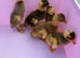 5 x ducklings