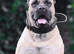 Stunning PRESA CANARIO pups