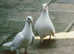 Original White Doves