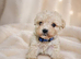 Maltipoo puppies Parents health tested