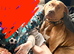 Beautiful  puppy American bulldog &rdquo;s x corso ready to leave around 24 July only 3 bitches left