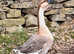 African Gander 2 yr old