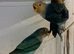 Fischer Lovebirds