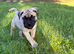 KC Bullmastiff Bitch top quality health tested