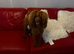 Adult 14mth fox red miniature poodle